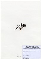 藏品(有柄褐扇藻)的圖片